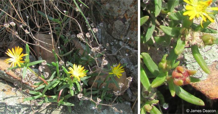 Capsules of Delosperma leendertziae, empy left and developing right